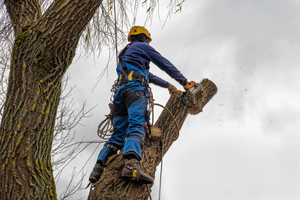 Large Tree Removal in Chickasaw, AL